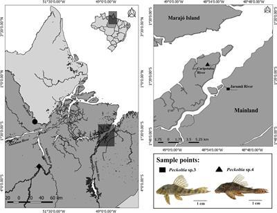 Comparative Cytogenetics Analysis Among Peckoltia Species (Siluriformes, Loricariidae): Insights on Karyotype Evolution and Biogeography in the Amazon Region